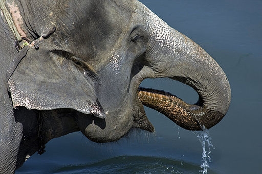 Asian Elephant, Royal Chitwan National Park