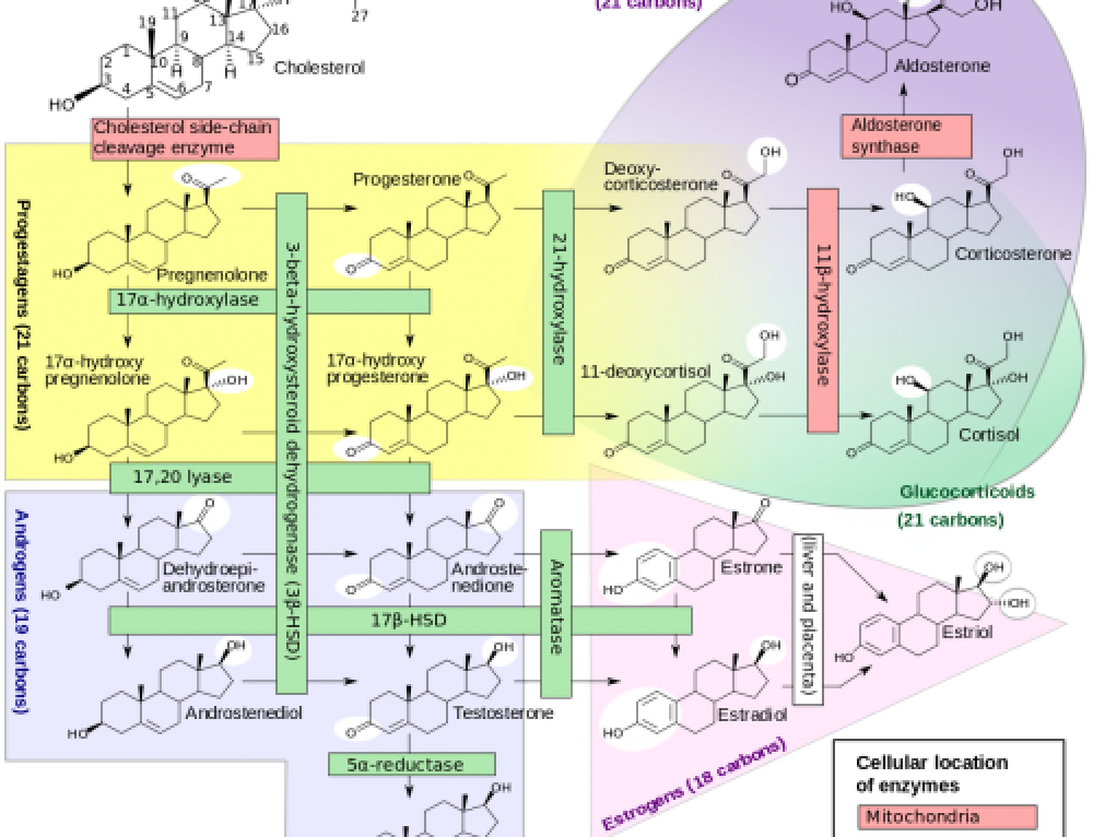 Steroidogenesis.svg-e1490200245232-500x3